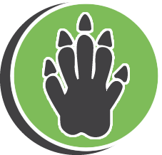 Armadillo Extermination