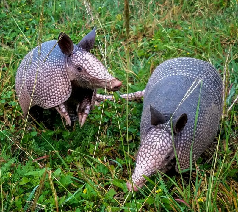 Armadillo Extermination