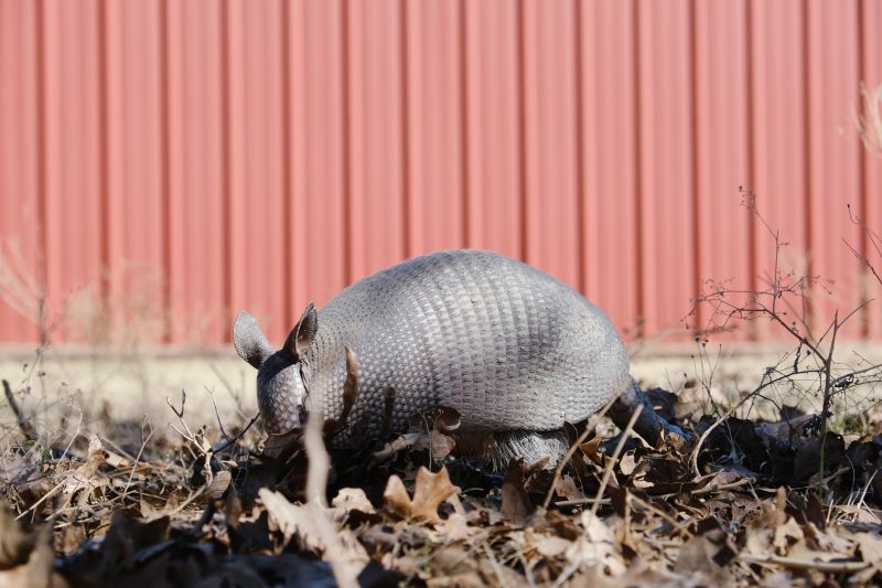 Armadillo Digging Damage: What Homeowners Need To Know