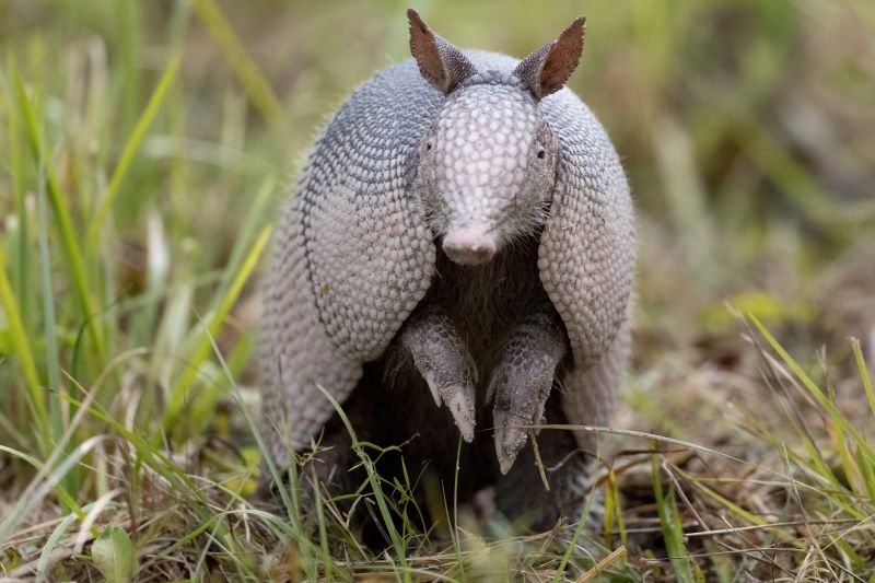 Armadillo Extermination