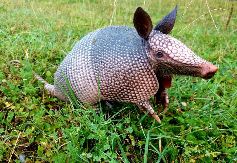 Armadillo Extermination