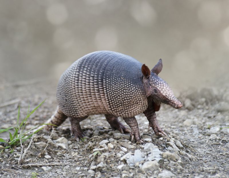 Armadillo Extermination