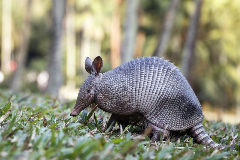 Armadillo Extermination