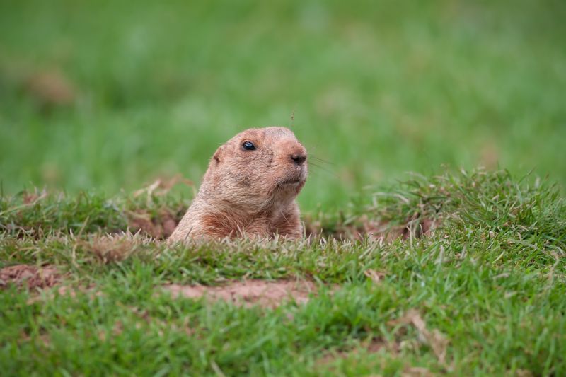 Armadillo Extermination Costs — Cost of Armadillo Extermination
