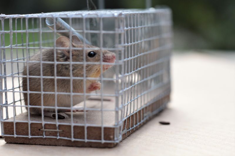 Humane Trapping Devices