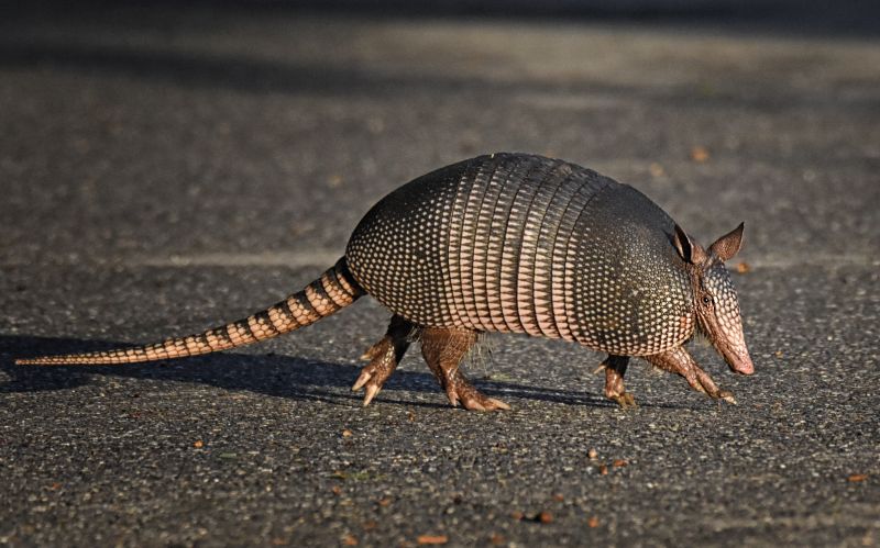 Why Armadillos Dig Up Yards And How To Stop The Damage